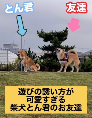 座っている柴犬と吠える柴犬