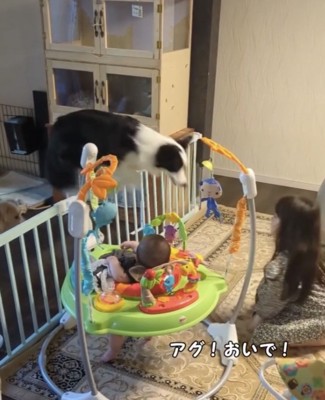 柵を飛び越える犬1