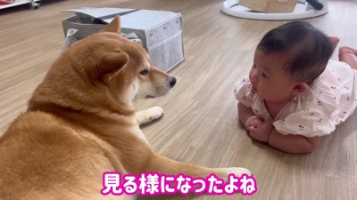 わらびちゃんを認識してる！