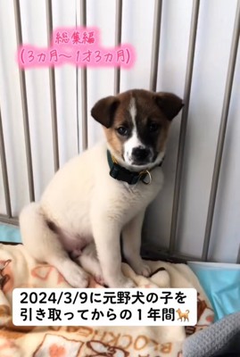 隅で震える子犬