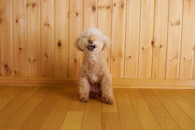 くしゃみが出そうなときの顔、トイプードル