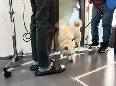 お店の床の匂いを嗅ぐ犬