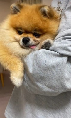 抱っこしてもらえて満足げなお顔