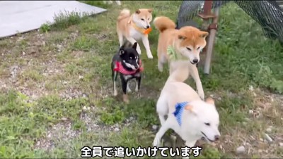 白い犬を追いかける犬たち