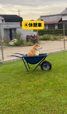 色々な乗り物に乗るおもち君5