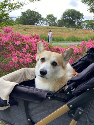 お散歩
