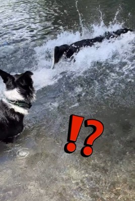 父親犬の目の前に上がった水しぶき