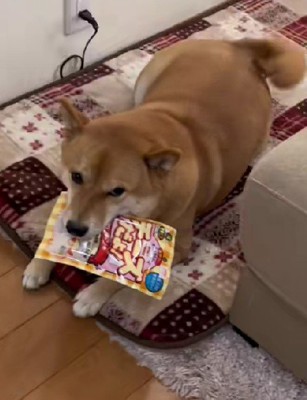 立派な体格に成長!!