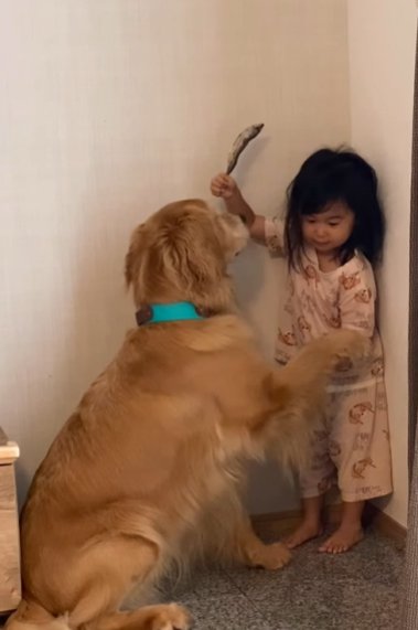 部屋に座るゴールデンレトリバーにオテをさせる幼い女の子