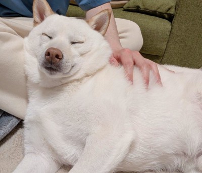 まんまる君の日常2