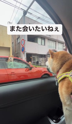 「あれ柴犬だよね…」