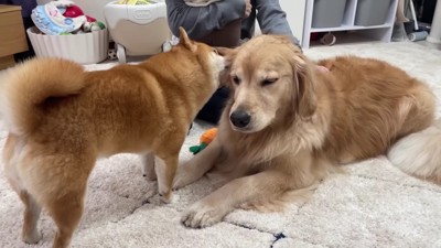 うにくんがおからちゃんをペロペロ♡