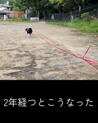 フリスビーをくわえて走る犬
