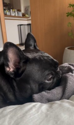 タオルで遊ぶジェットくん