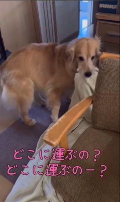 ご立腹のきなこちゃん4