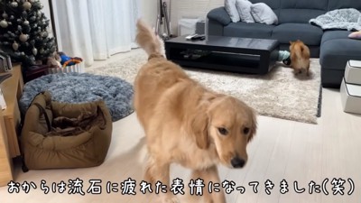 疲れたおからちゃん