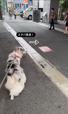 ルークくんの道案内5