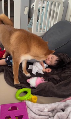 赤ちゃんを起こすポテくん4