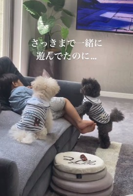 男の子と2匹のワンコ