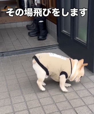 何度も何度もピョンッ