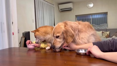 ほのちゃんのお芋をチラ見…