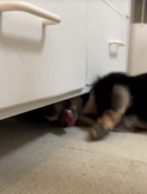 チェストの下に体を入れる犬
