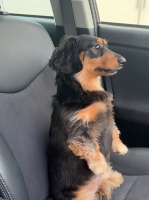 助手席に乗る犬2