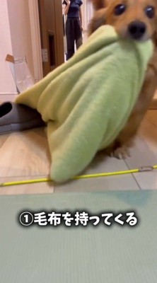 毛布を咥えて廊下を走る犬