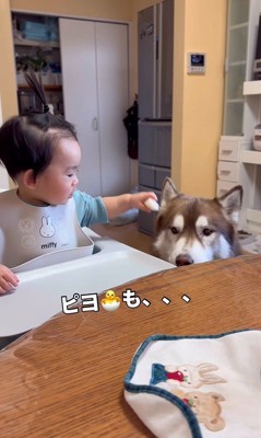 梨を食べるZIGGYくんと男の子4