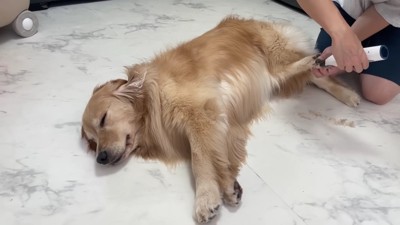 堂々たるおからちゃんの爪切り