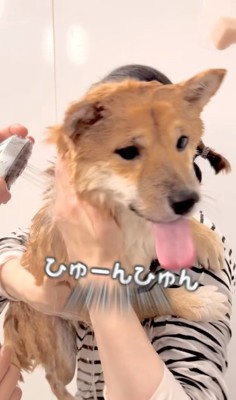 飼い主に抱っこされてシャワーをかけられている柴犬「ひゅーんひゅん」