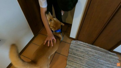 お兄ちゃんが帰宅すると大喜び♪