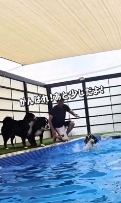 プールで泳ぐ大型犬たちの友情4