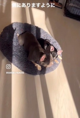 ととまる君＆らんまる君3