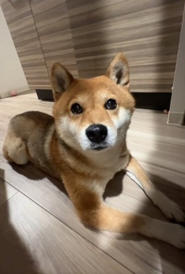 アップのイブキくん