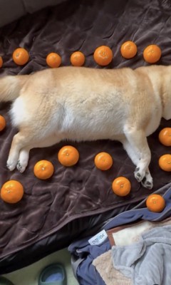 だんだんと全容が明らかに