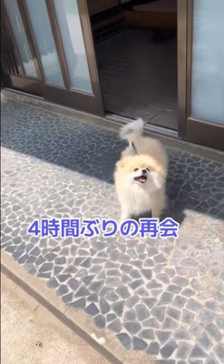 ますお君の熱烈歓迎5