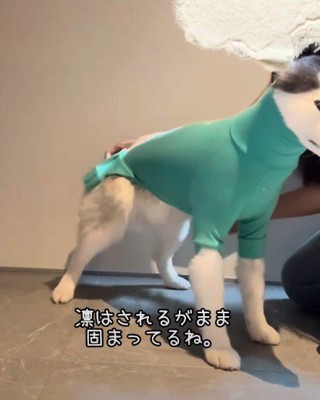 固まっている凛ちゃん