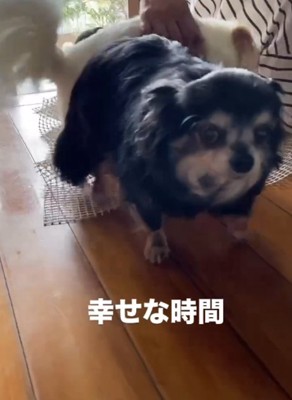 こちらを見る黒い犬