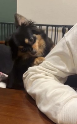人の袖に前脚をかける犬