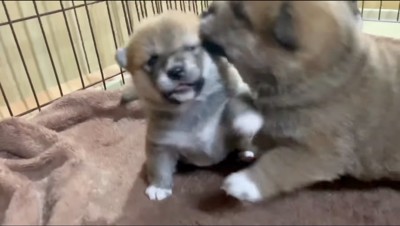 大柄な雄の子犬を前足で押し戻す小柄な雌の子犬