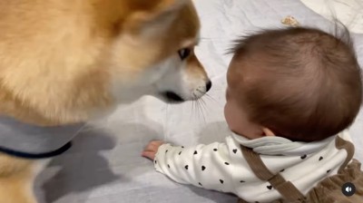 飛び退く柴犬