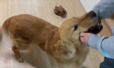 駆け寄る大型犬