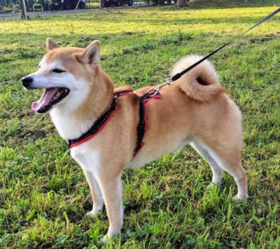 お茶目な男の子