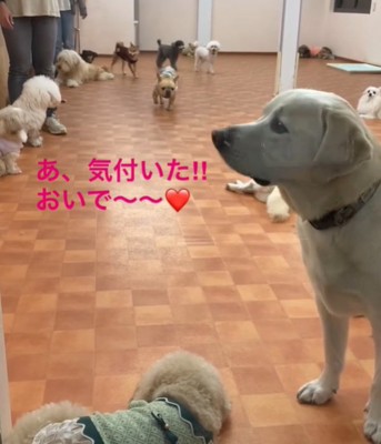 走る犬