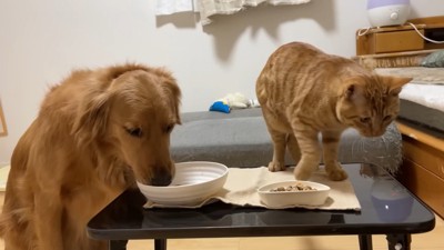 よもぎちゃん&だいず君の納豆への反応4