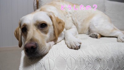 ママがお風呂に入るときのきなこちゃん3