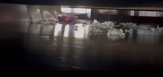 散らかっているティッシュの横に子犬の足