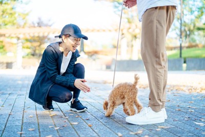 散歩中の犬に挨拶する女性