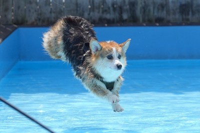 まるでマーメイド